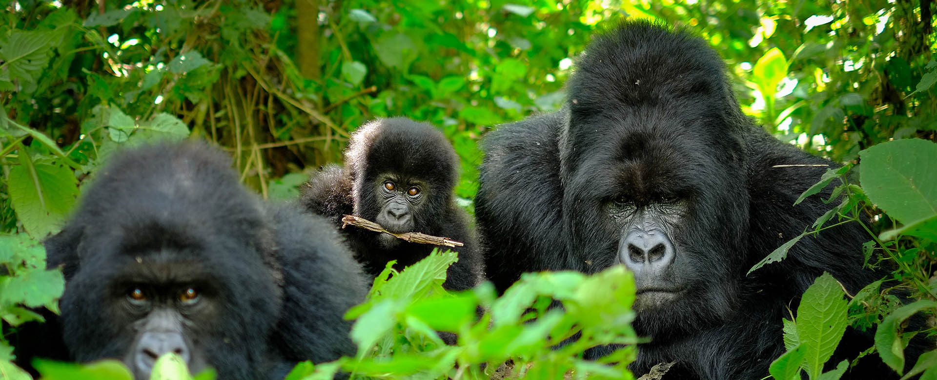 gorilla top 1