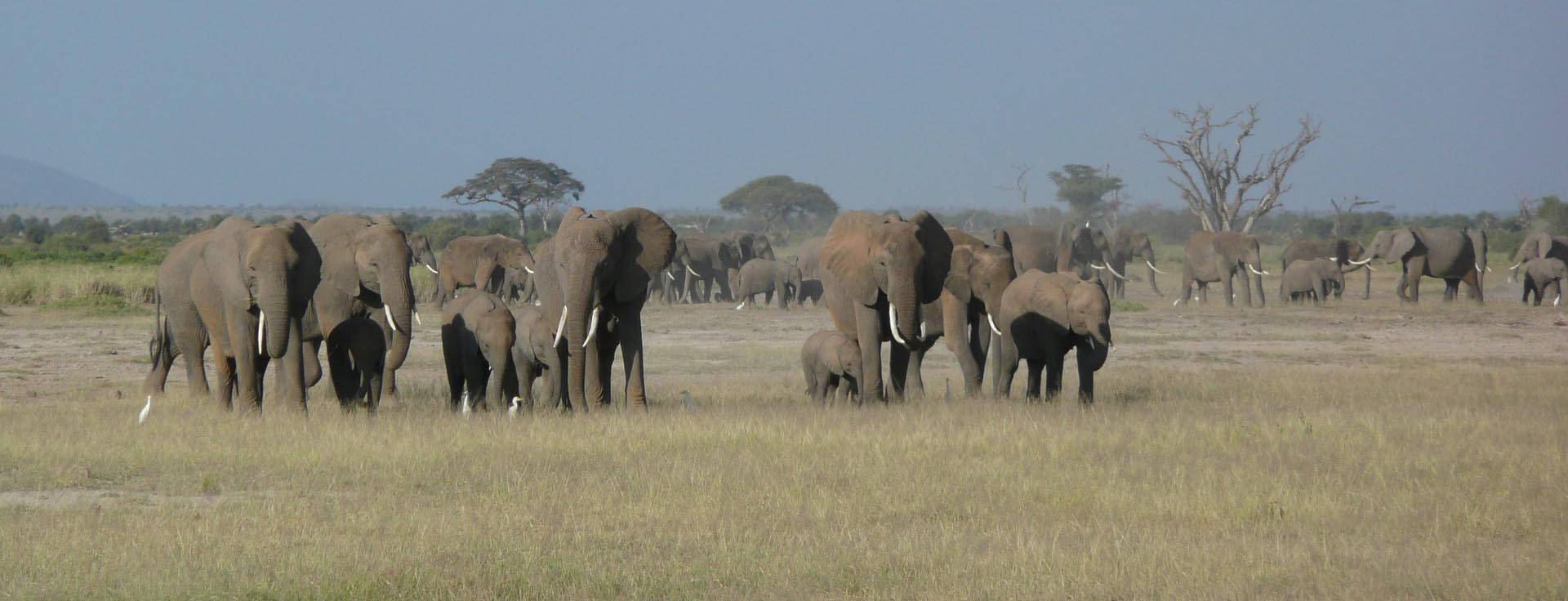 amboseli top (2)
