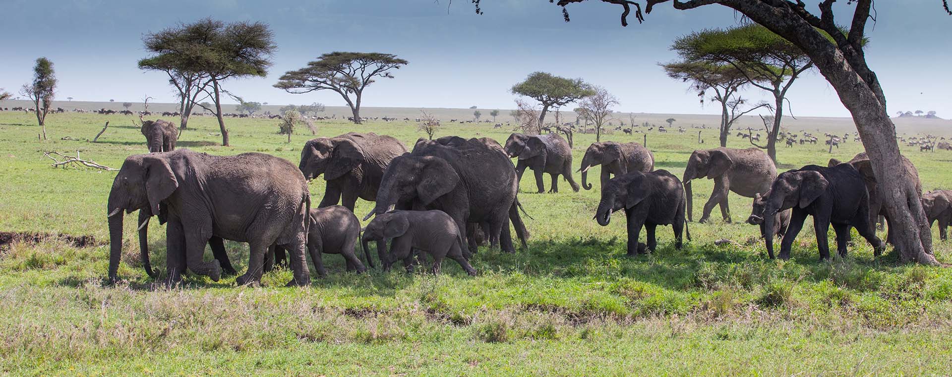 A Herd of Elephants on the Serengeti Plain – Migration Wildebeet