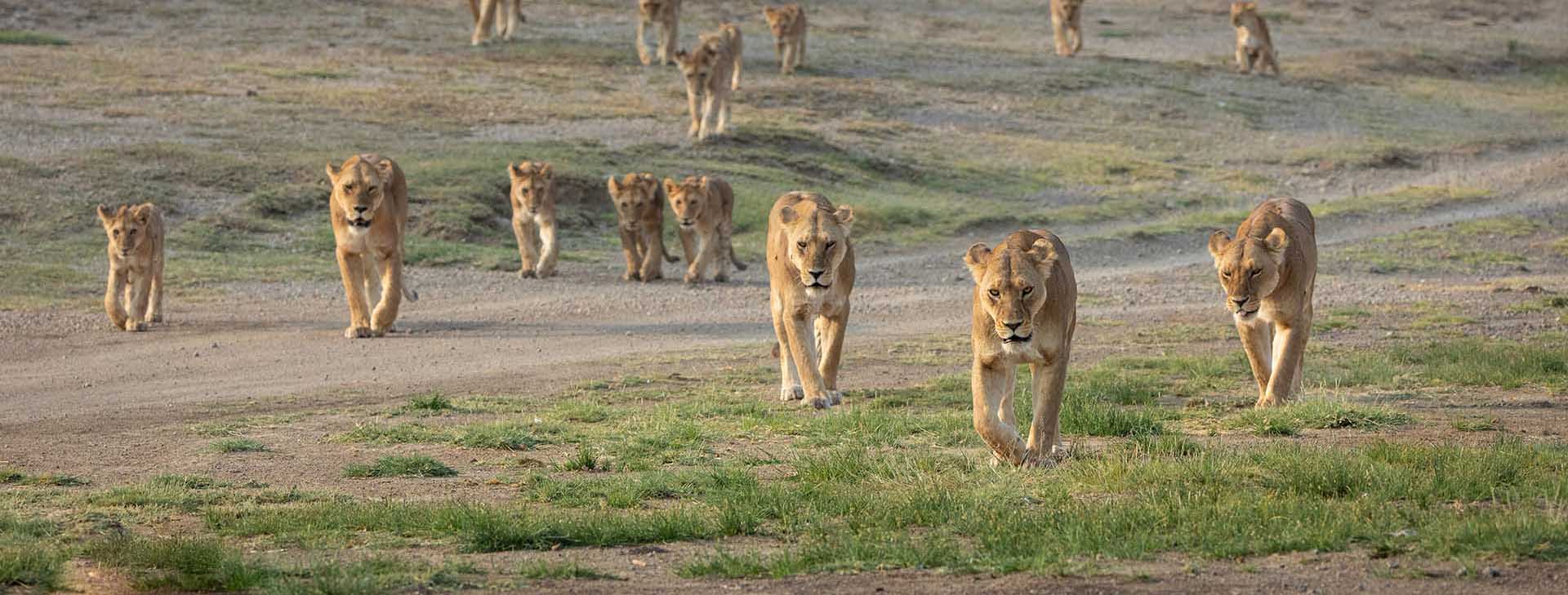 Big Pride of African Lions walking together in Ndutu Tanzania
