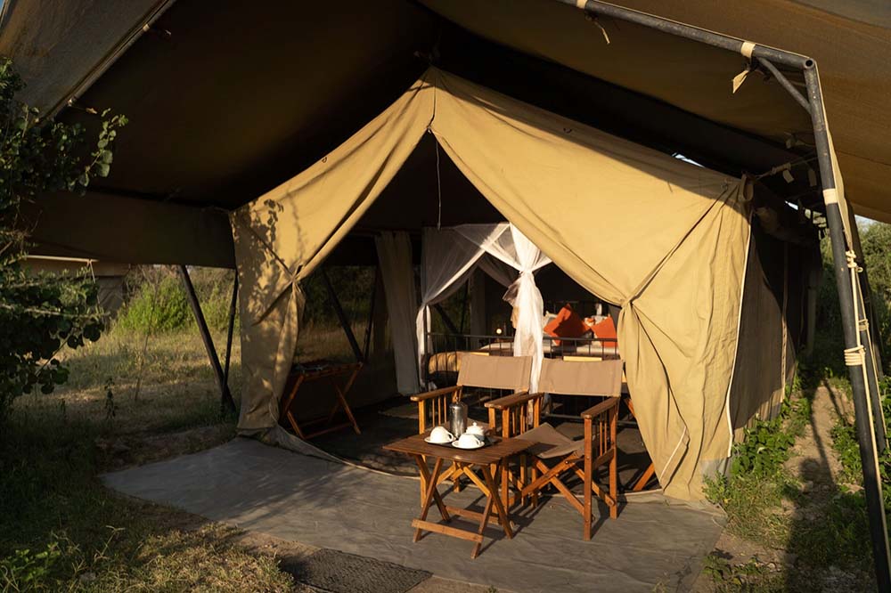Intimate Zebra Camp