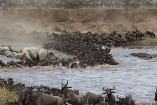 Serengeti (3)