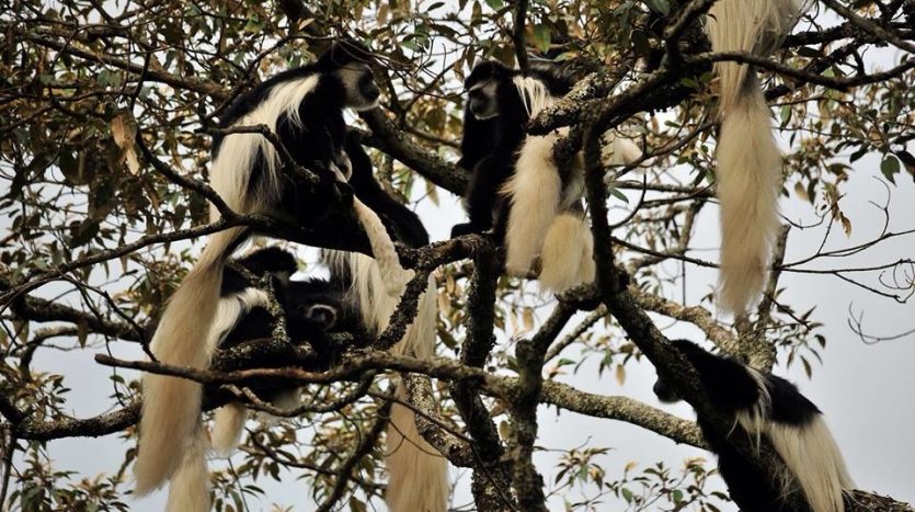 Arusha National Park, monkey