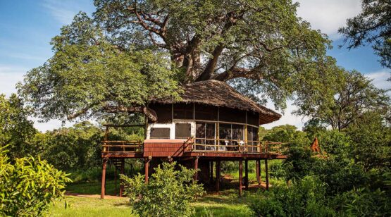 Tarangire-Tops 3