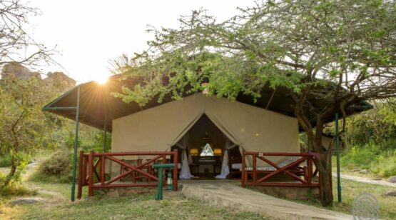 mbuzi 1