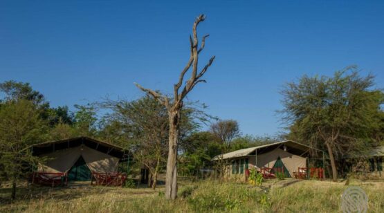 mbuzi 8