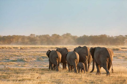 58215526 - group of elephants shot at the back in amboseli, kenya. wide view. shot at sunset.