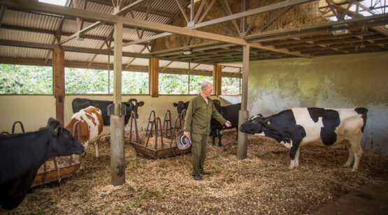 Gibbs-Farm-Inside-the-cow-shed