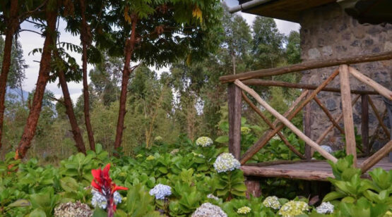Mountain Gorilla View Lodge 2