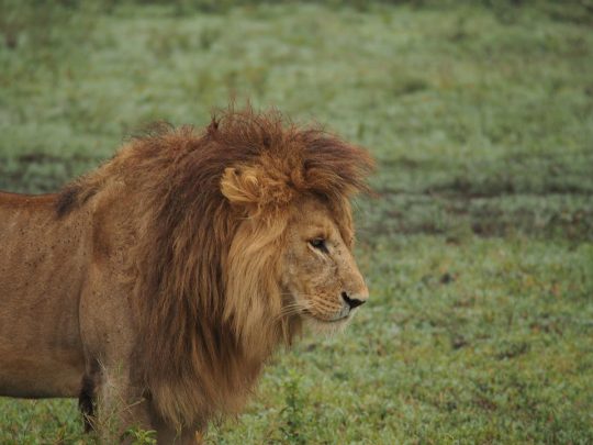 lion serengeti