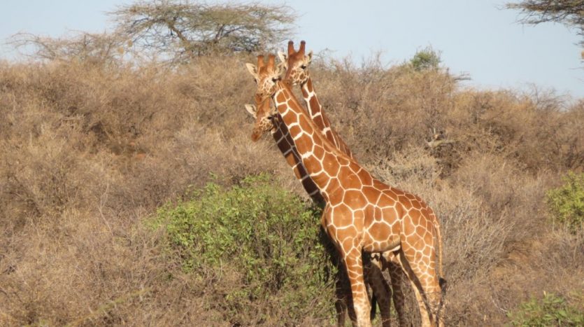 Samburu National Reserve, Giraffe