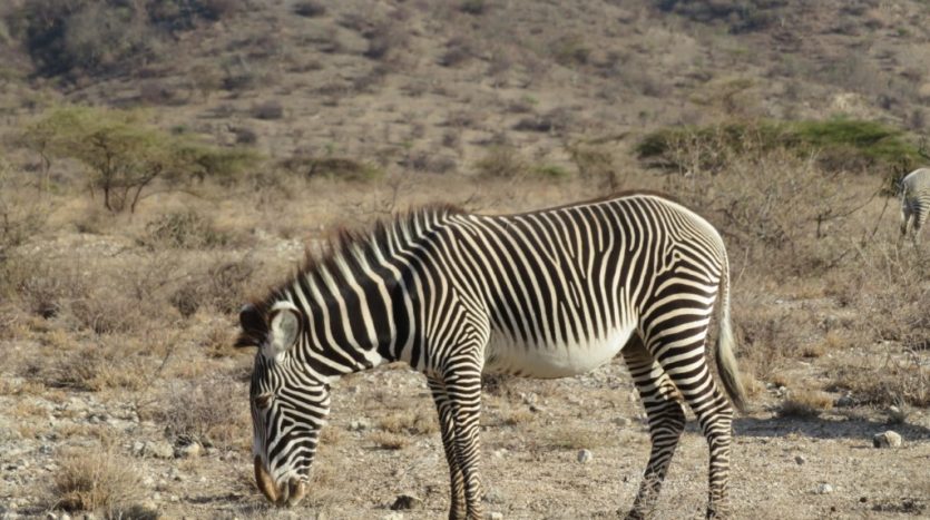 Samburu National Reserve, Zebra