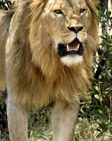 Samburu National Reserve, Lion