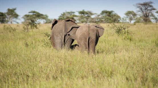 nyikani-banagi-hill-camp-bushveld-7