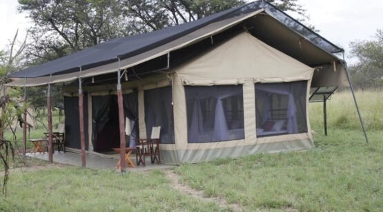 wildlife experience, Osero Serengeti Tented Camp, Tanzanian Wildlife Safari