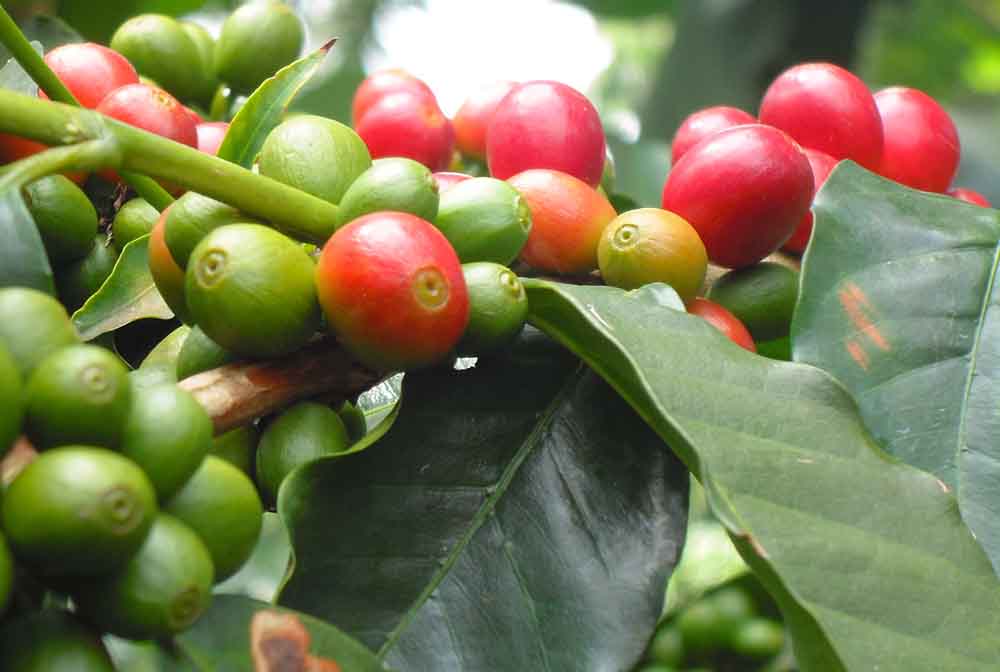 coffee-4 coffee-4