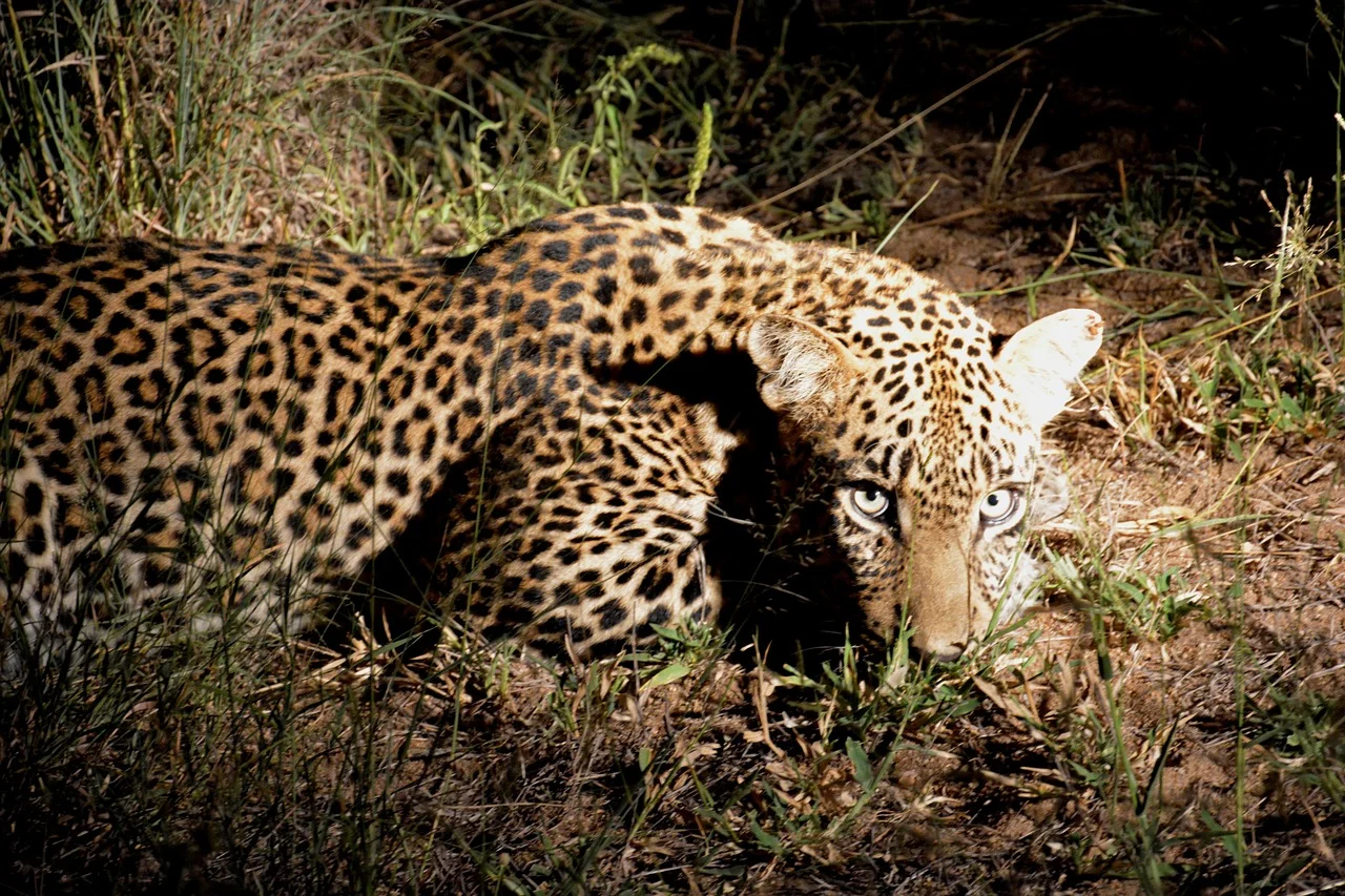 leopard-night leopard-night