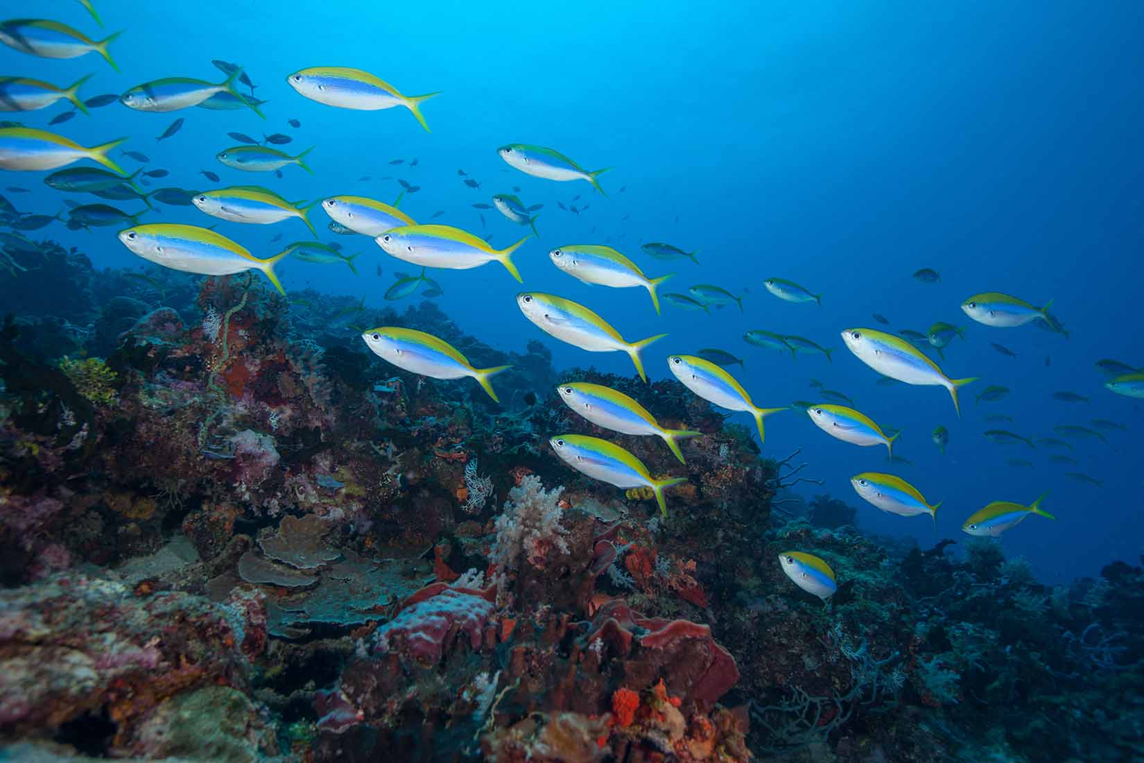 snorkeling