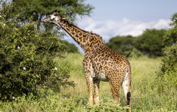 12 days Kenya&Tanzania (Medium)