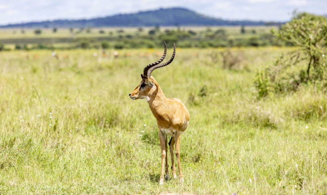 (21st December 2025) Day 2_ Napuru water Falls Tour & Drive to Tarangire NP (Medium)