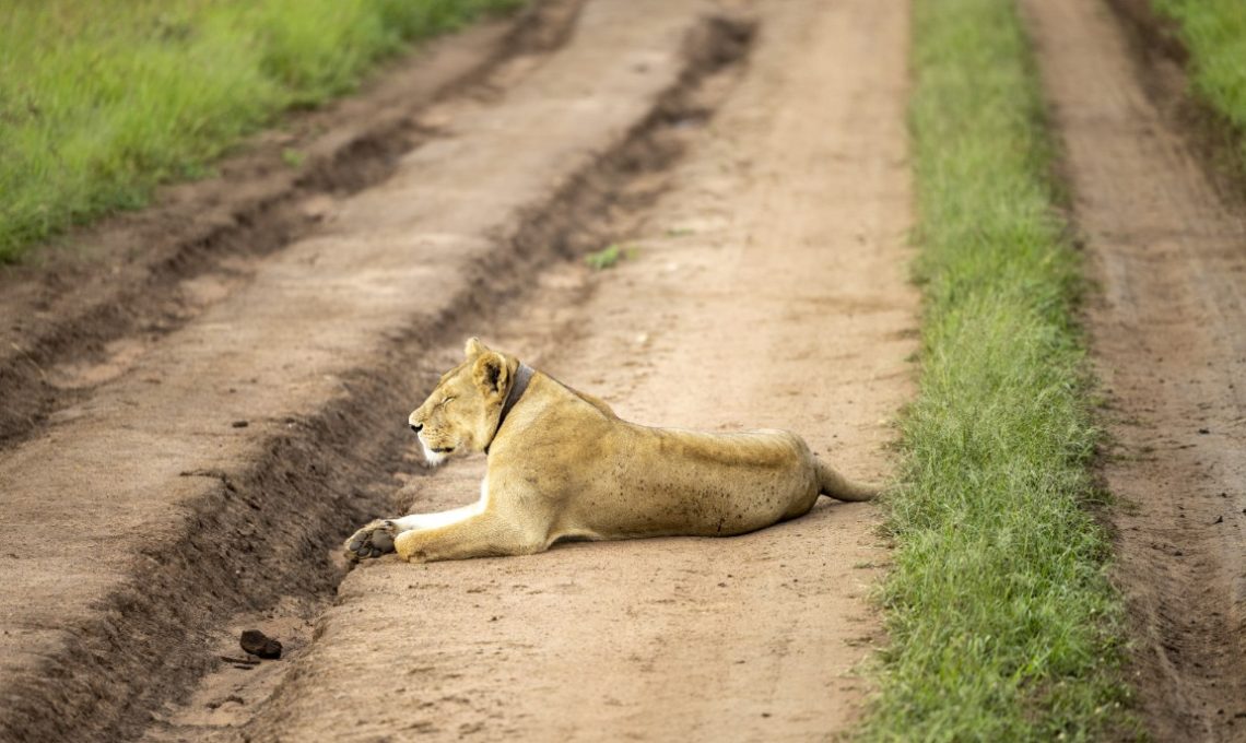 (22nd December 2025) Day 3_ Tarangire National Park – Deeper into the Wilderness (Medium)