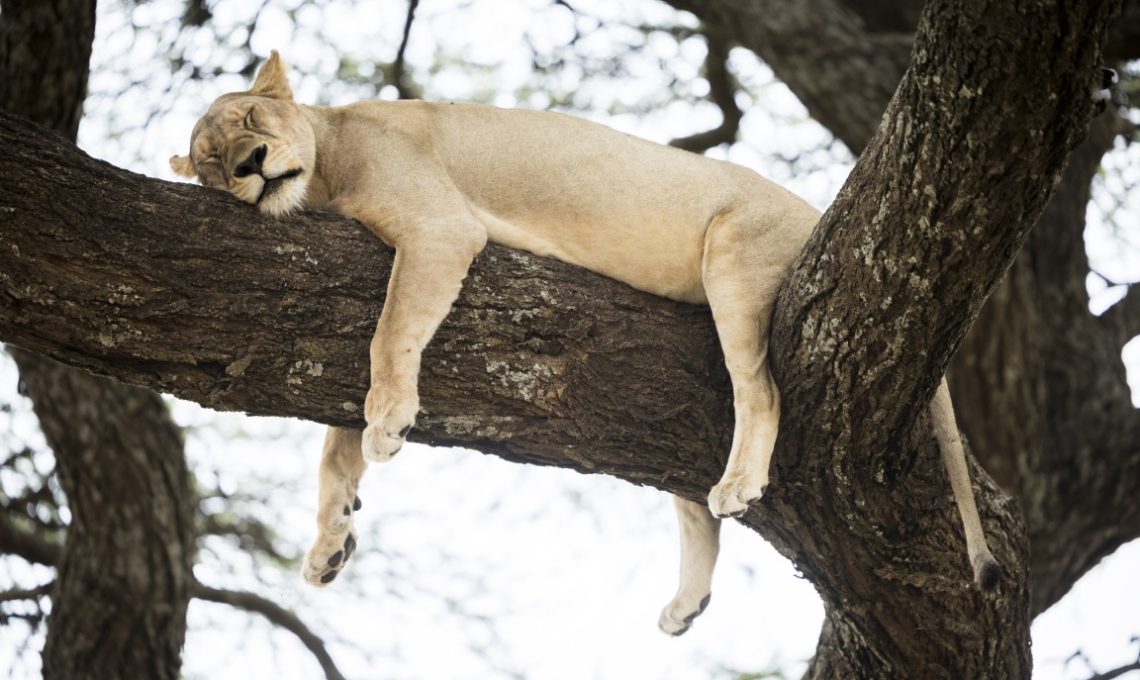 (23rd December 2025) Day 4_ Lake Manyara National Park – Beauty and Tree-Climbing Lions (Medium)