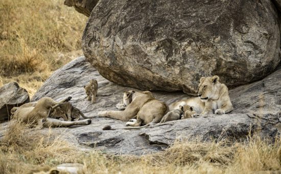(25th December 2025) Day 6_ Christmas in the Serengeti – Full-Day Game Drive & Champagne Celebration (Medium)