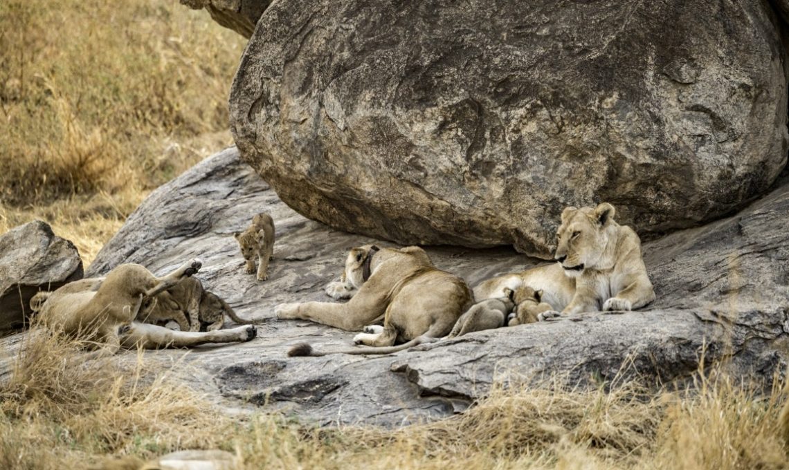(25th December 2025) Day 6_ Christmas in the Serengeti – Full-Day Game Drive & Champagne Celebration (Medium)