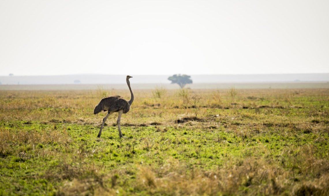 (27th December 2025) Day 8_ Farewell to the Wild – Cultural Encounters & Zanzibar Extension (Medium)