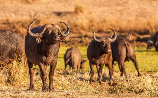 Herd of wild African cape buffalo