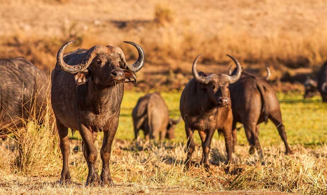 Herd of wild African cape buffalo