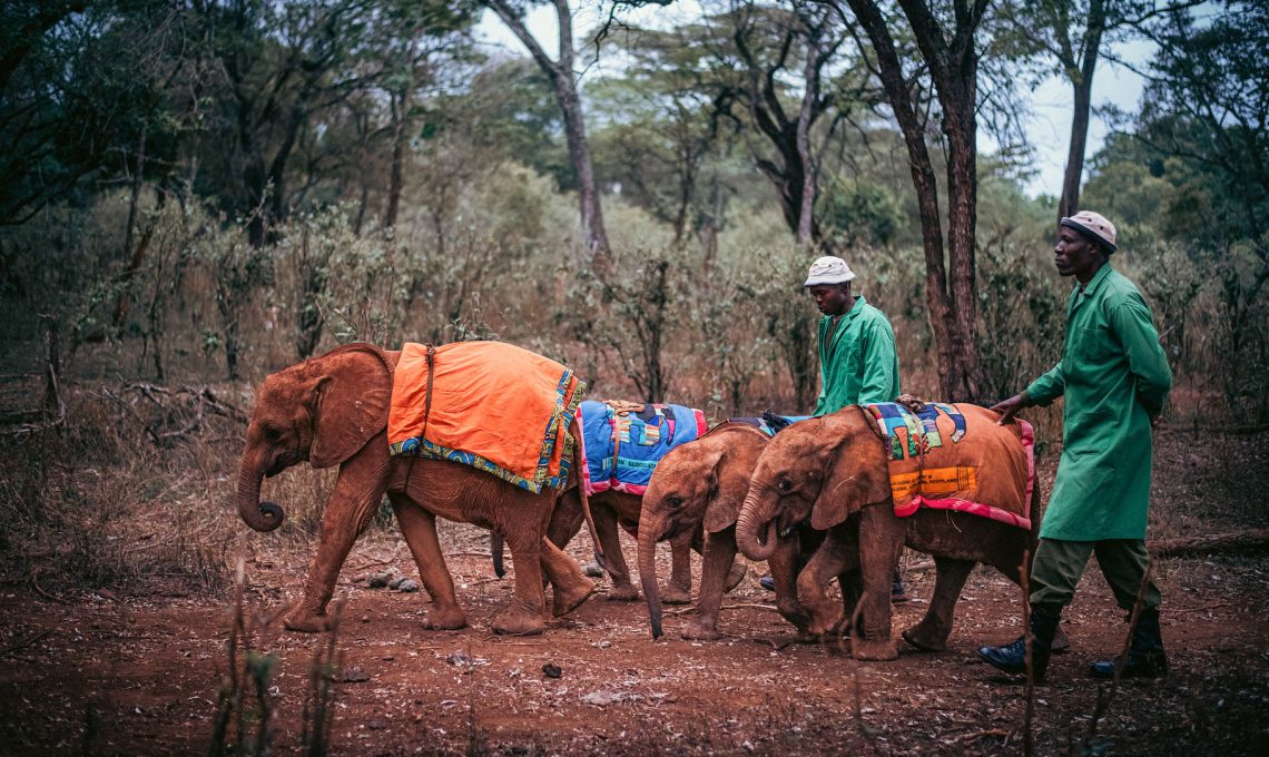 Daphne Sheldrick Elephant Orphanage