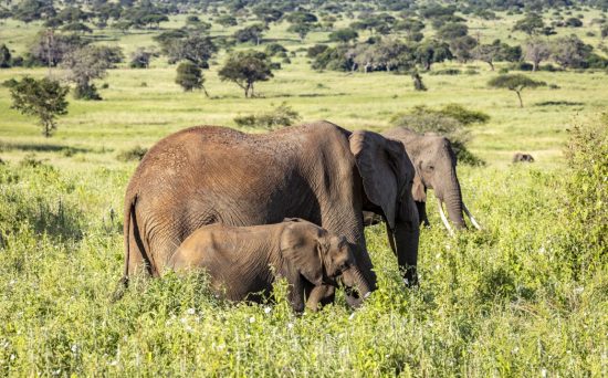 Day 2 Drive To Tarangire NP (Medium)
