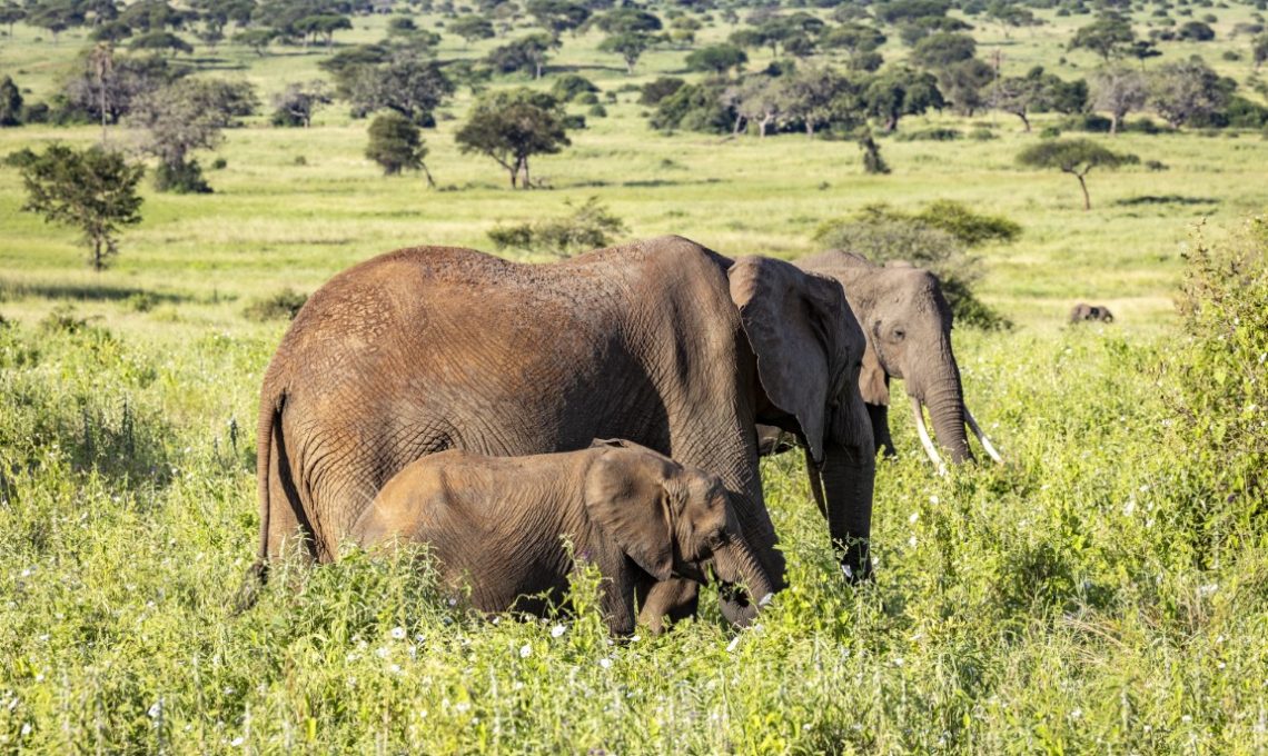 Day 2 Drive To Tarangire NP (Medium)