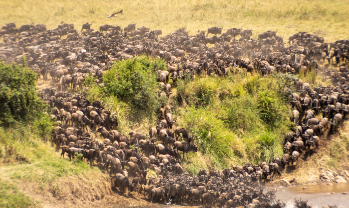 Day 2 - httpsnatureinspirit.comsafaristhe-great-migration-of-serengeti-mara-river-crossing-experience (Medium)