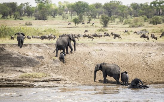 Day 2_ Fly to Serengeti NP – Kogatende Airstrip – Fly to Northern Serengeti with the best Aerial Views (Medium)