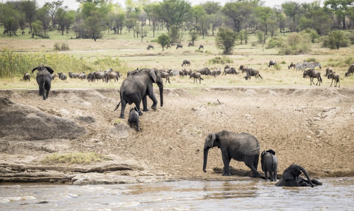 Day 2_ Fly to Serengeti NP – Kogatende Airstrip - Fly to Northern Serengeti with the best Aerial Views (Medium)
