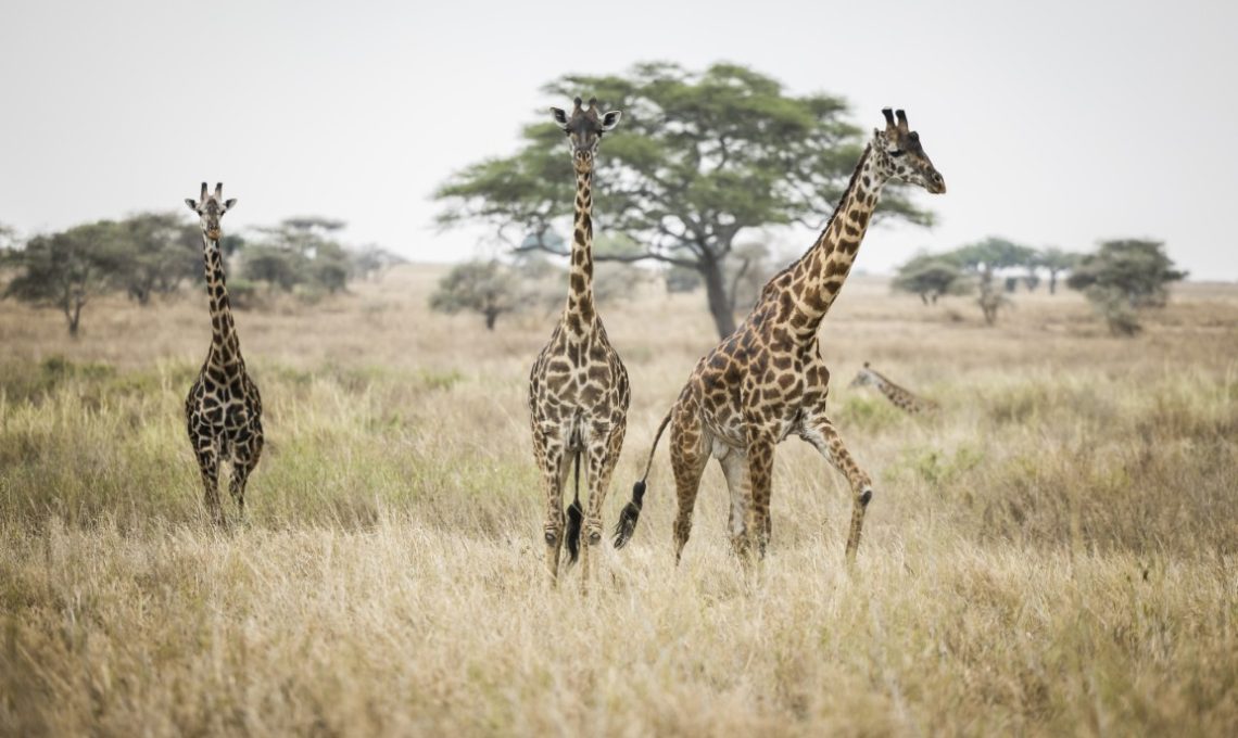 Day 6_ Game En Route to Serengeti (Medium)
