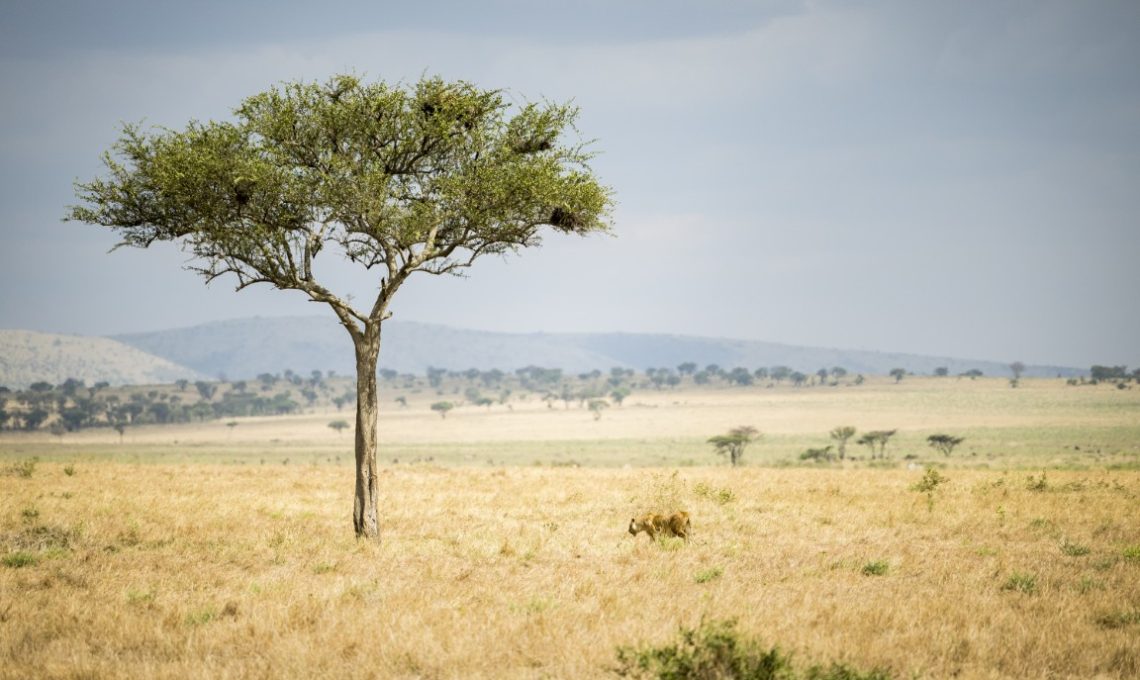 Day 6_ Serengeti National Park (Medium)