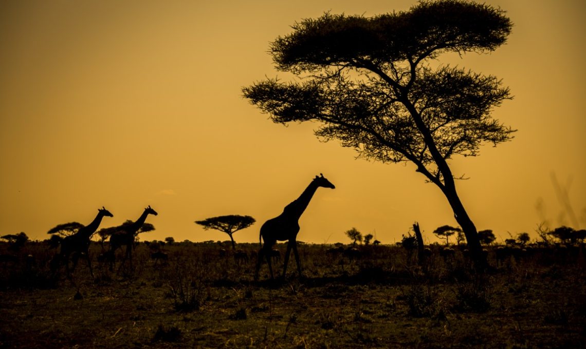Day 7_ Full Day Serengeti National Park (Medium)