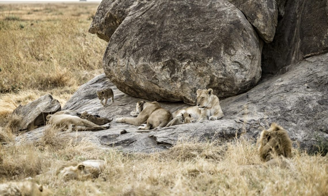 Day 7_ Full day Serengeti National Park (Medium)