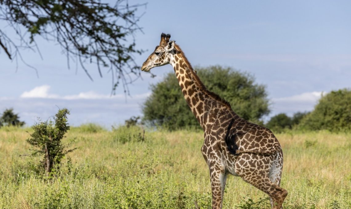 Day 7_ Tarangire National Park (Medium)