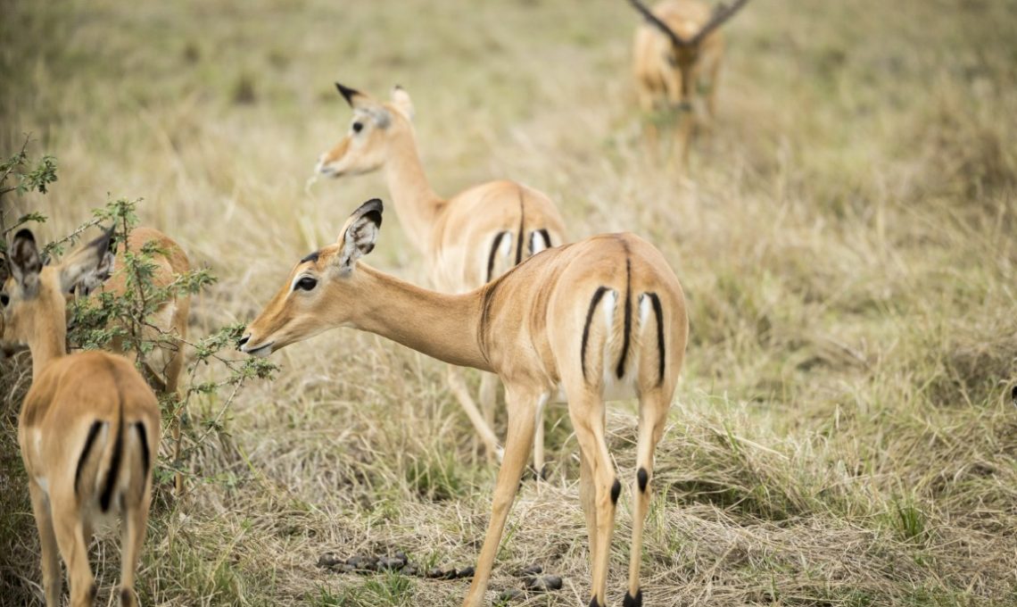 Day 9_ Full day Serengeti National Park (Medium)