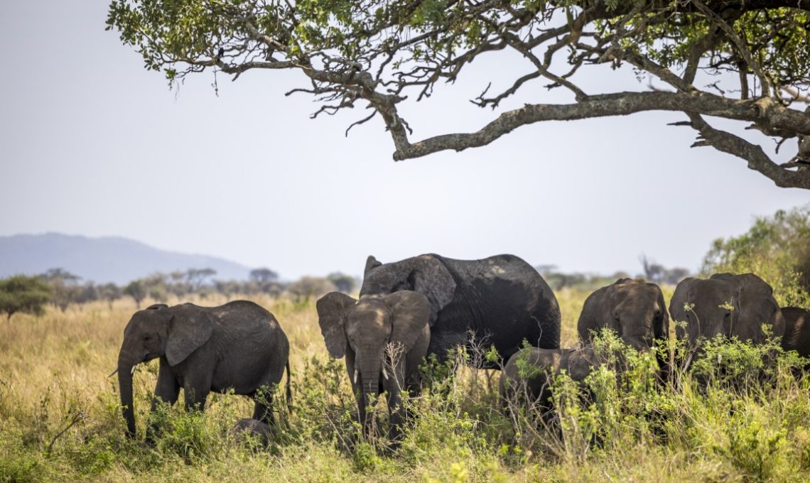 Day 9_ Full day at Tarangire National Park (Medium)