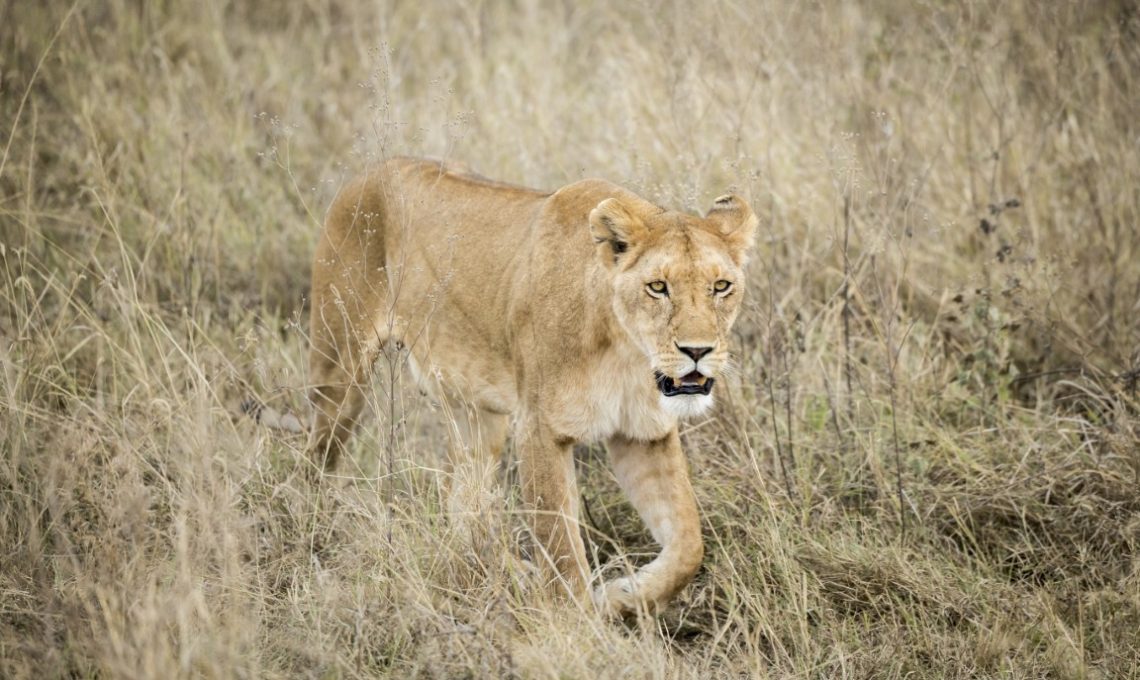 Day 9_ Game enroute to Serengeti National Park (Medium)