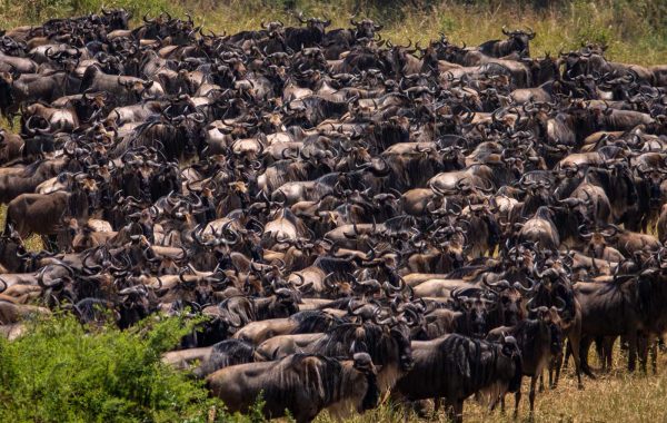 Dispay Photo - 8-Day Great Migration Calving Season Serengeti Safari - httpsnatureinspirit.comeast-africa-safaristanzania small