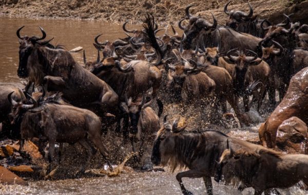 Display Photo - 8-Day Great Migration Mara River Crossing Serengeti Safari - httpsnatureinspirit.comeast-africa-safaristanzania (Small)