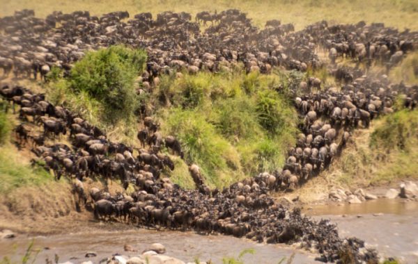 Home Page display Photo - The Great Migration (Small)
