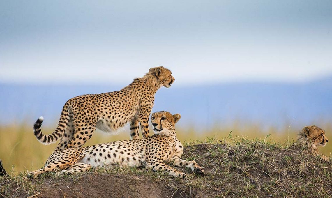 Masai mara 2