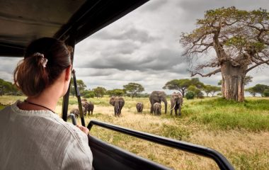 Woman,Tourist,On,Safari,In,Africa,,Traveling,By,Car,With